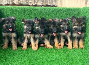 Photo - 1-3 months Male Purebred German Shepherd
