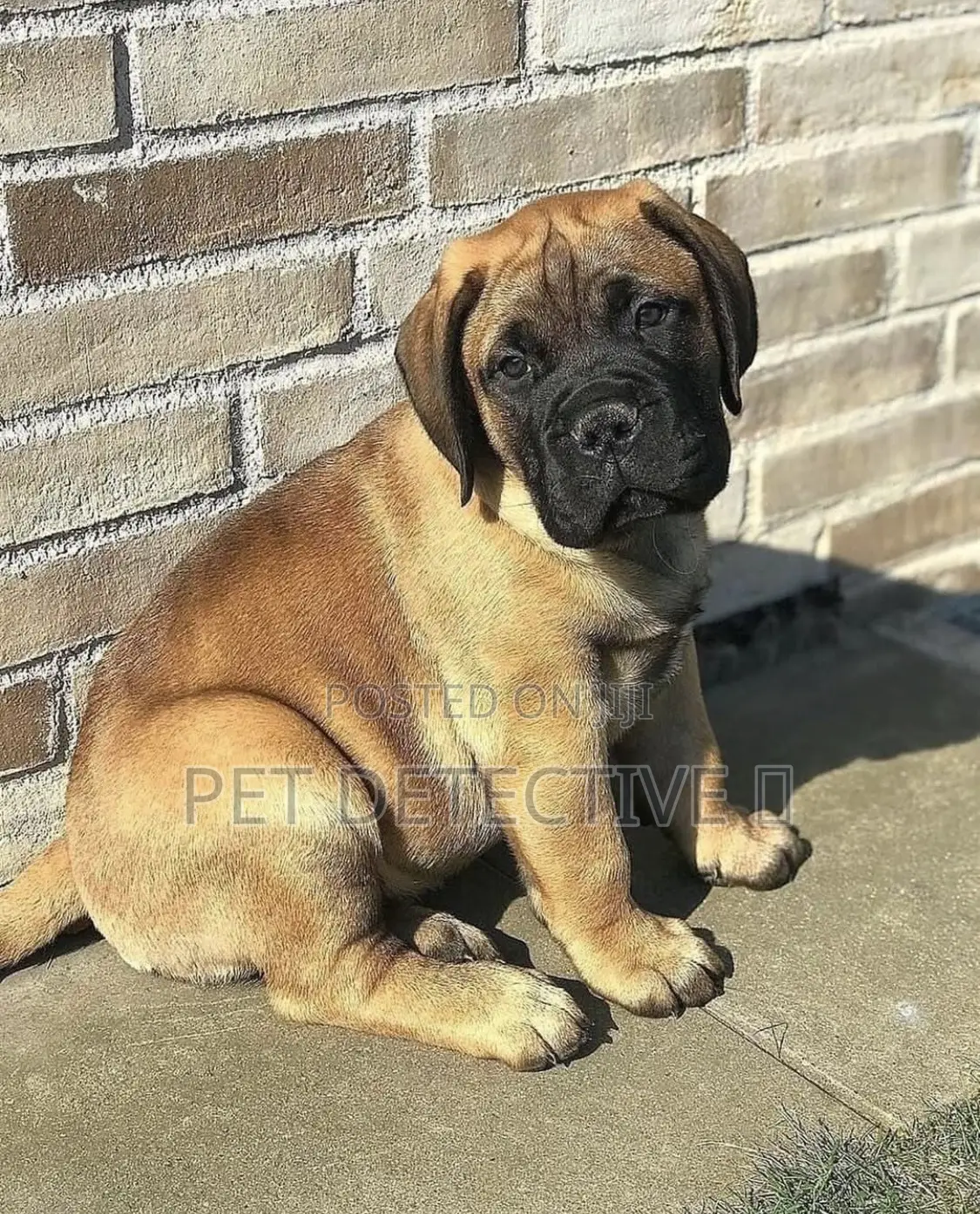 1-3 months Male Purebred Mastiff