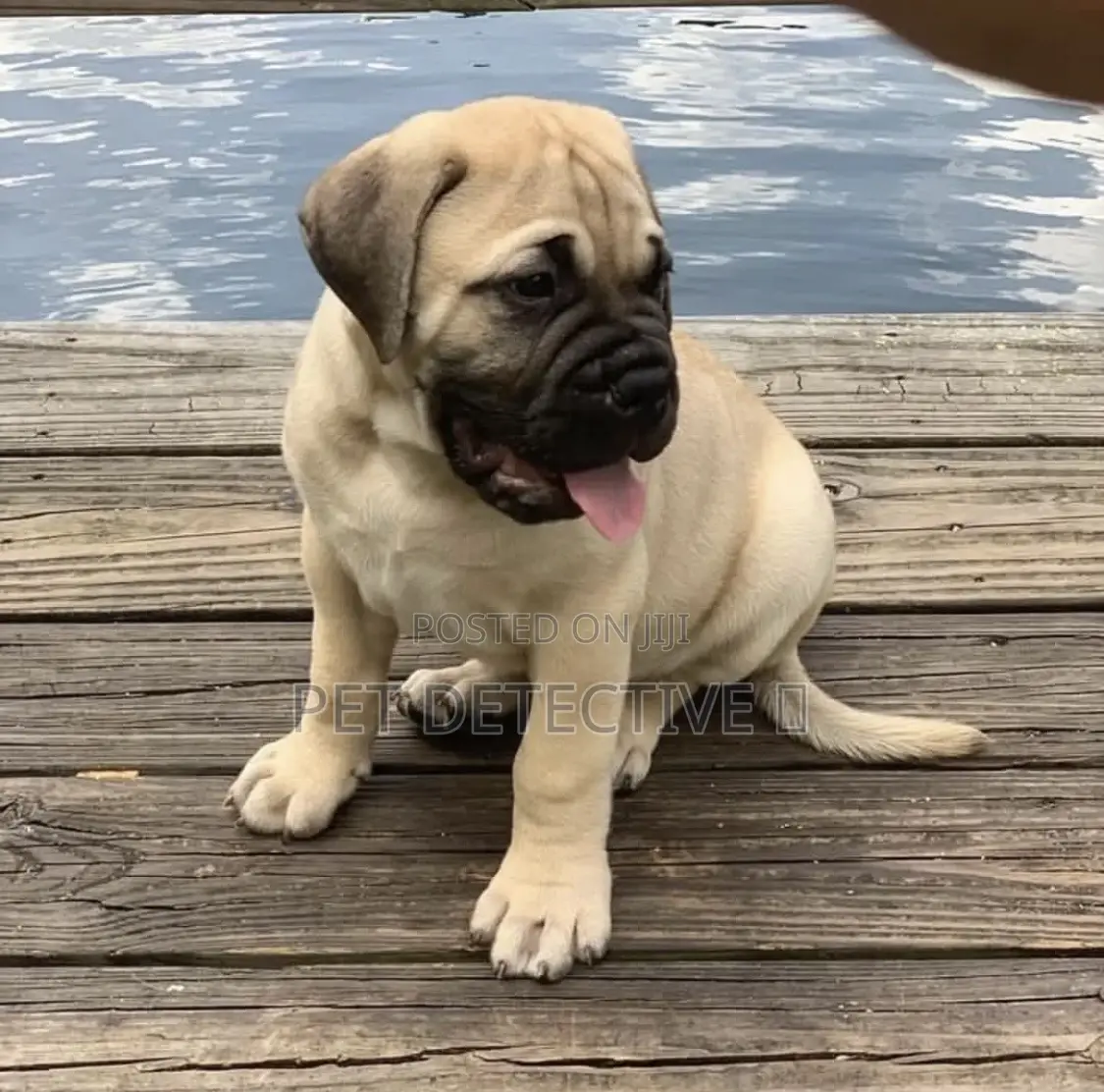 1-3 months Male Purebred Boerboel