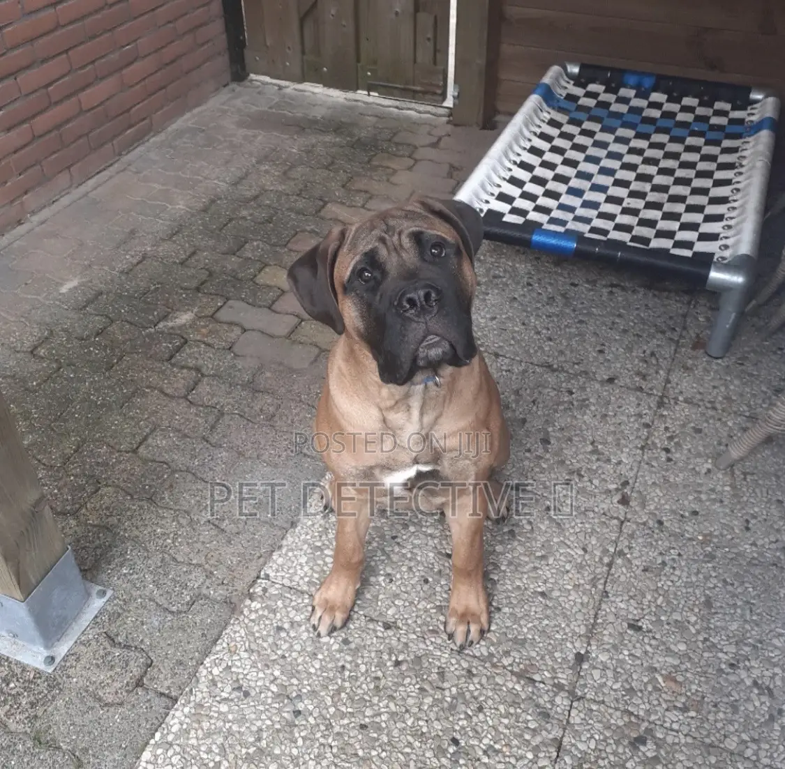 1-3 months Male Purebred Bullmastiff