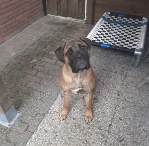 Photo - 1-3 months Male Purebred Bullmastiff