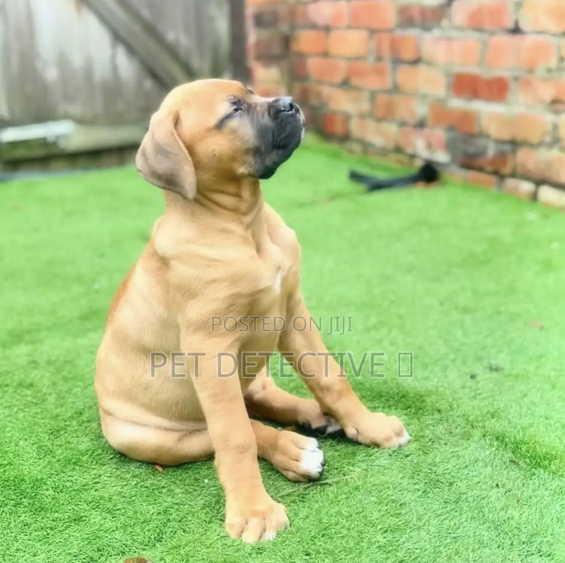 1-3 months Male Purebred Mastiff