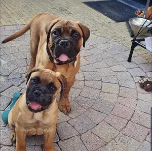 Photo - 1-3 months Male Purebred Boerboel