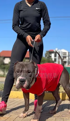 Photo - 6-12 months Male Purebred American Pit Bull Terrier