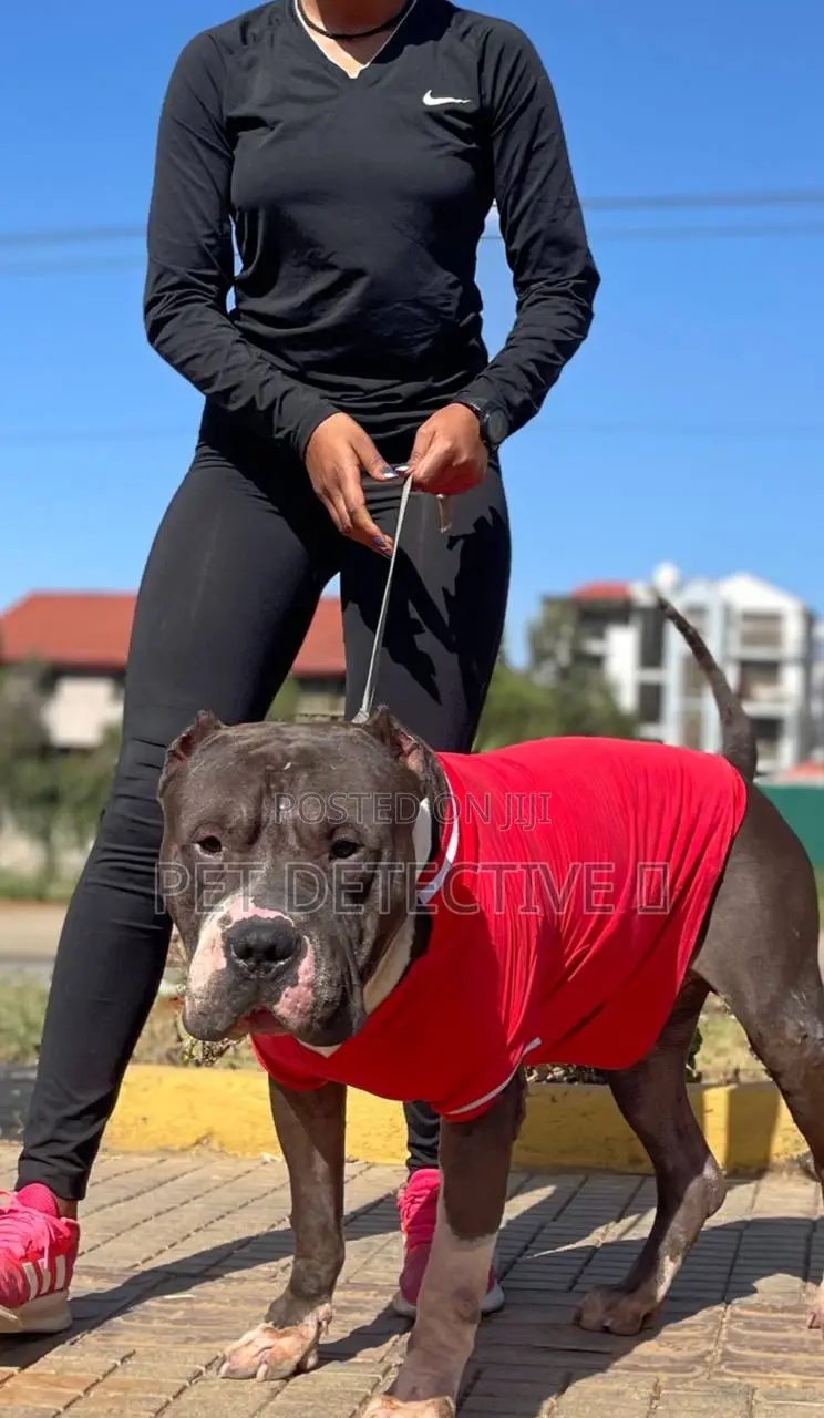 6-12 months Male Purebred American Pit Bull Terrier