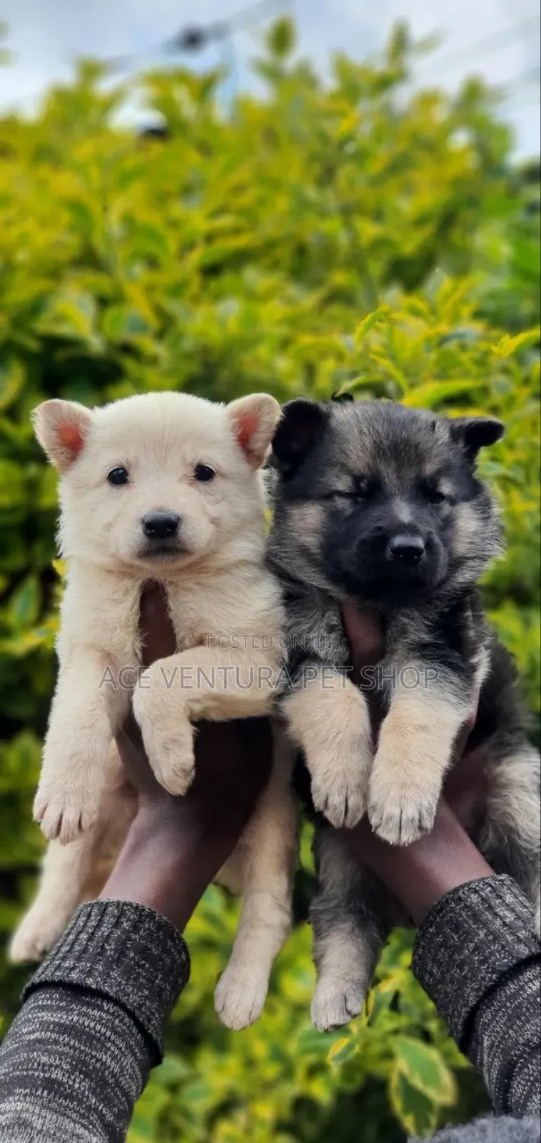 1-3 months Male Purebred German Shepherd