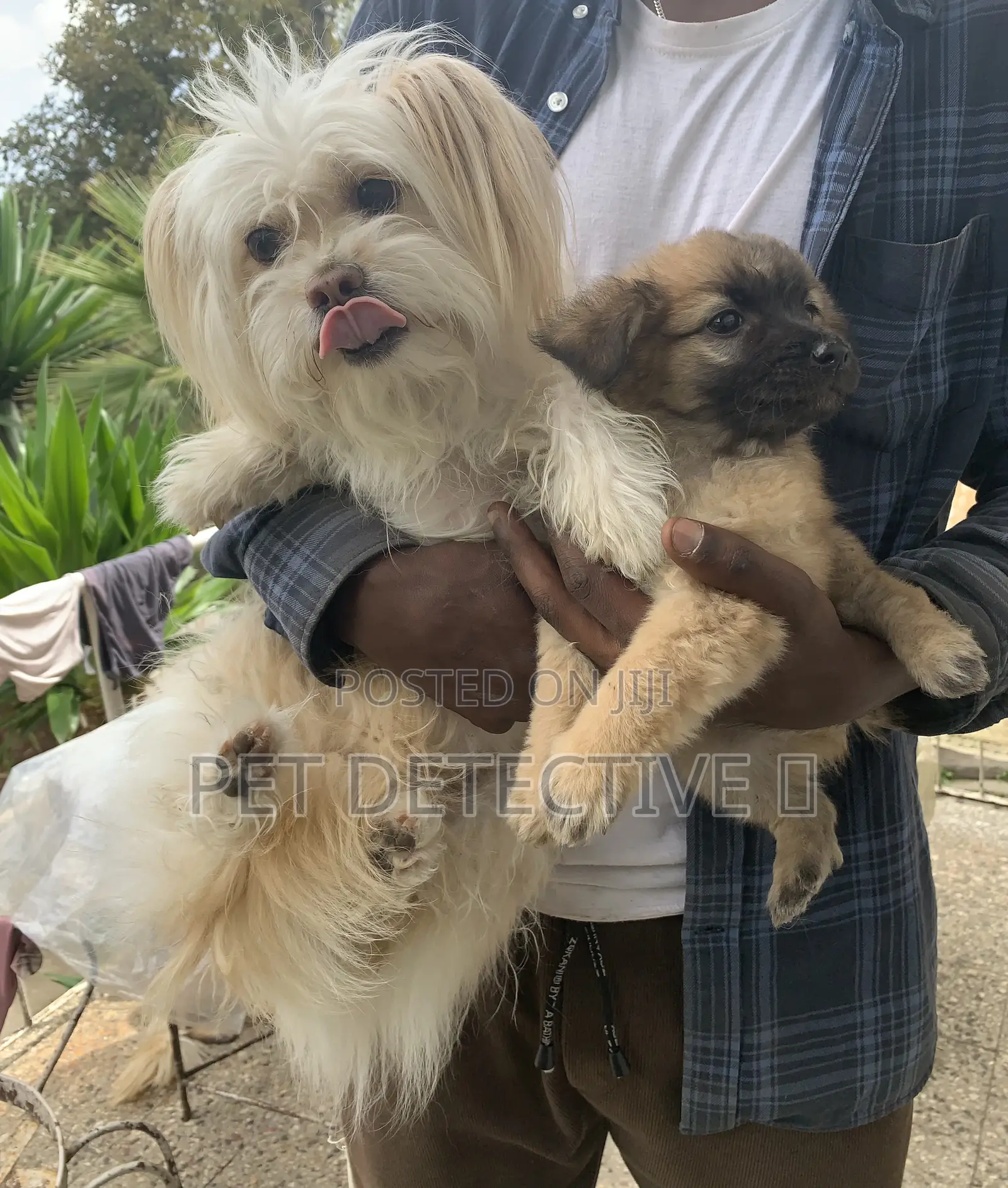 1-3 months Male Purebred Maltese