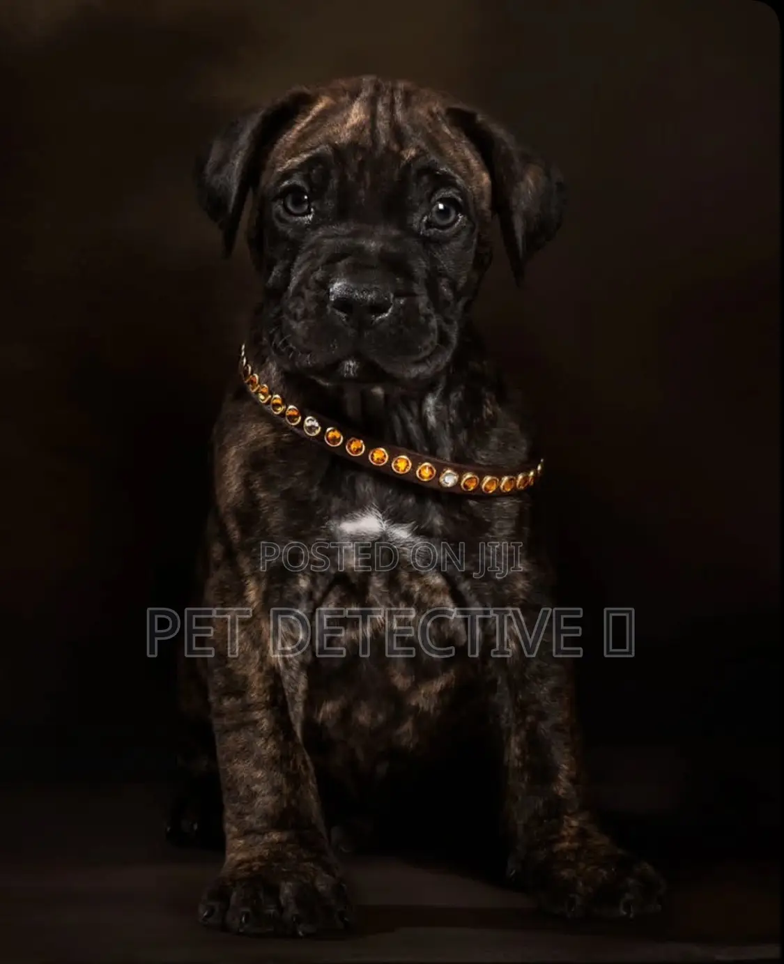 1-3 months Male Purebred Presa Canario