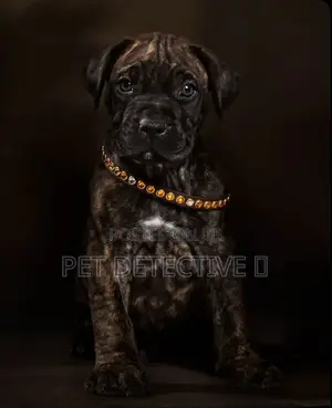 Photo - 1-3 months Male Purebred Presa Canario