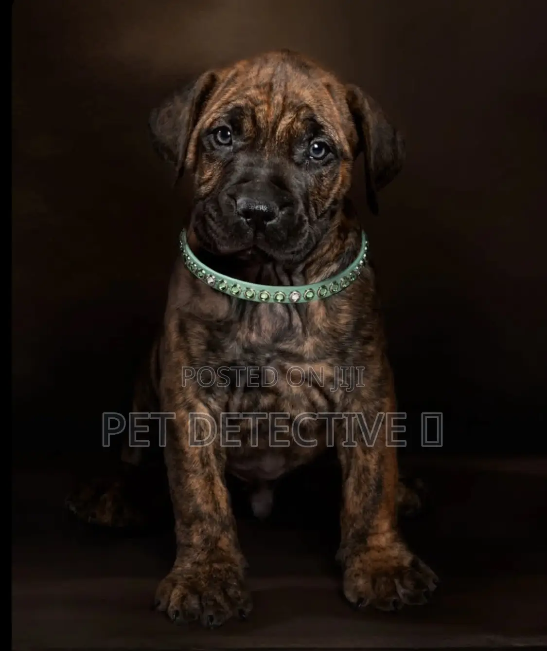 1-3 months Male Purebred Presa Canario