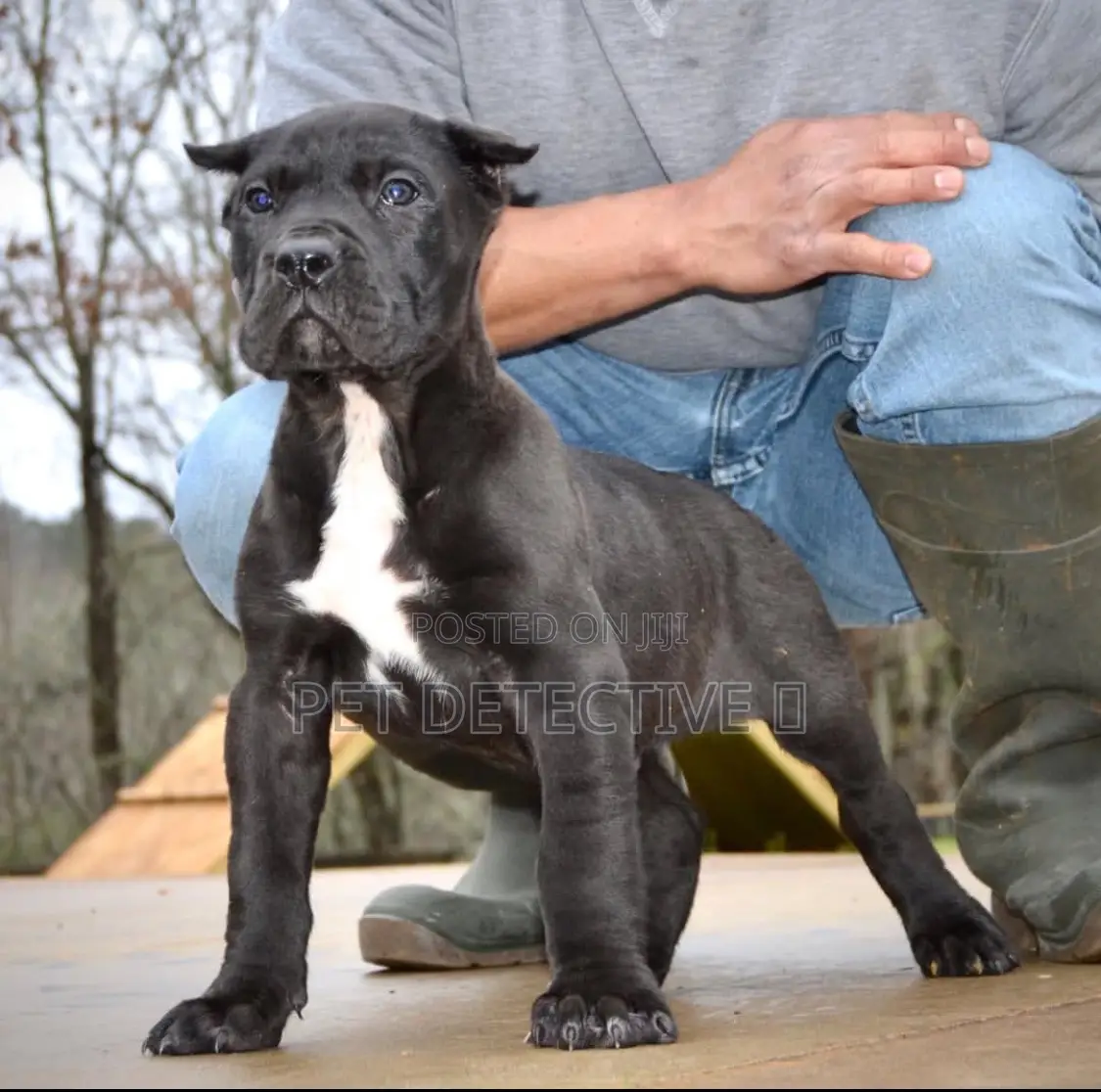 1-3 months Male Purebred Presa Canario
