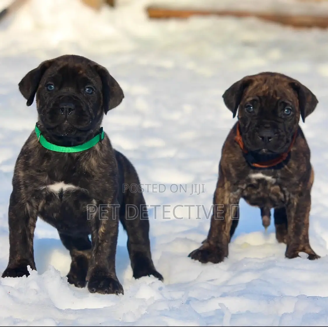 1-3 months Male Purebred Presa Canario