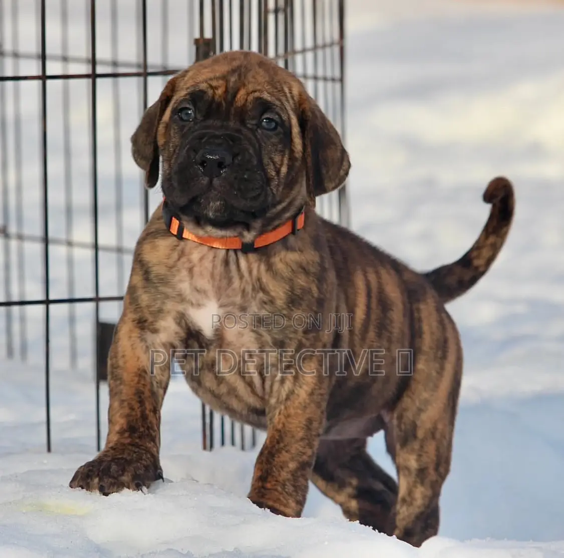 1-3 months Female Purebred Presa Canario