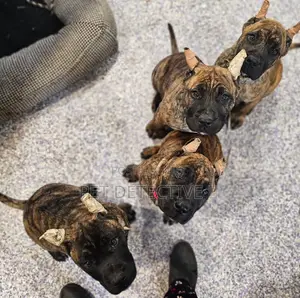 Photo - 1-3 months Male Purebred Presa Canario