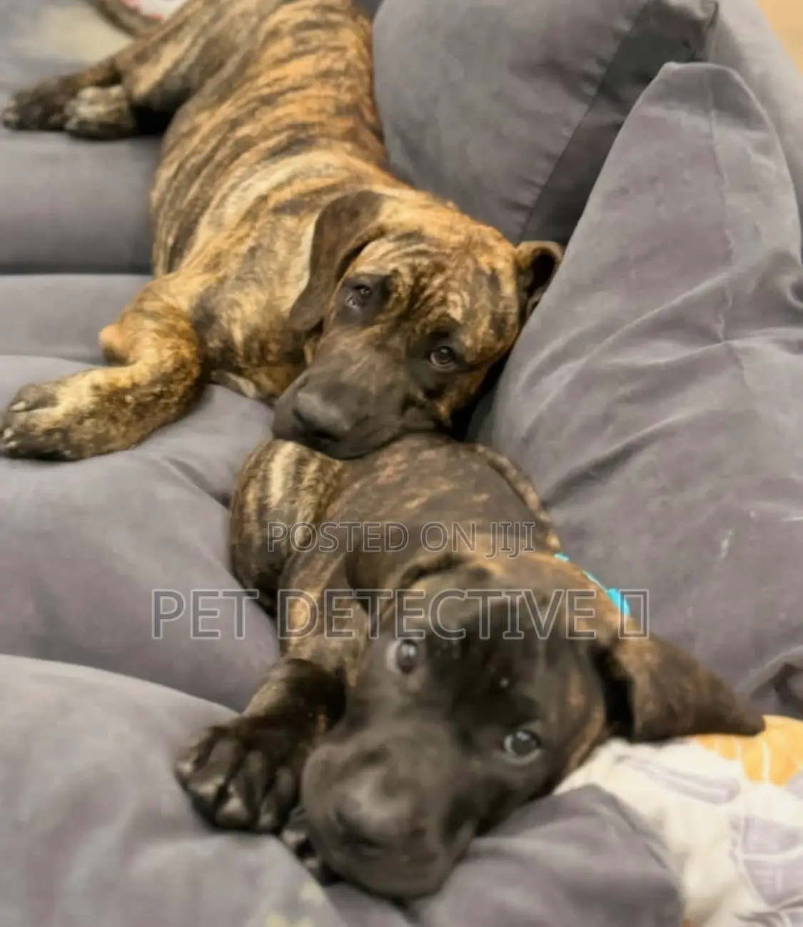 1-3 months Male Purebred Presa Canario