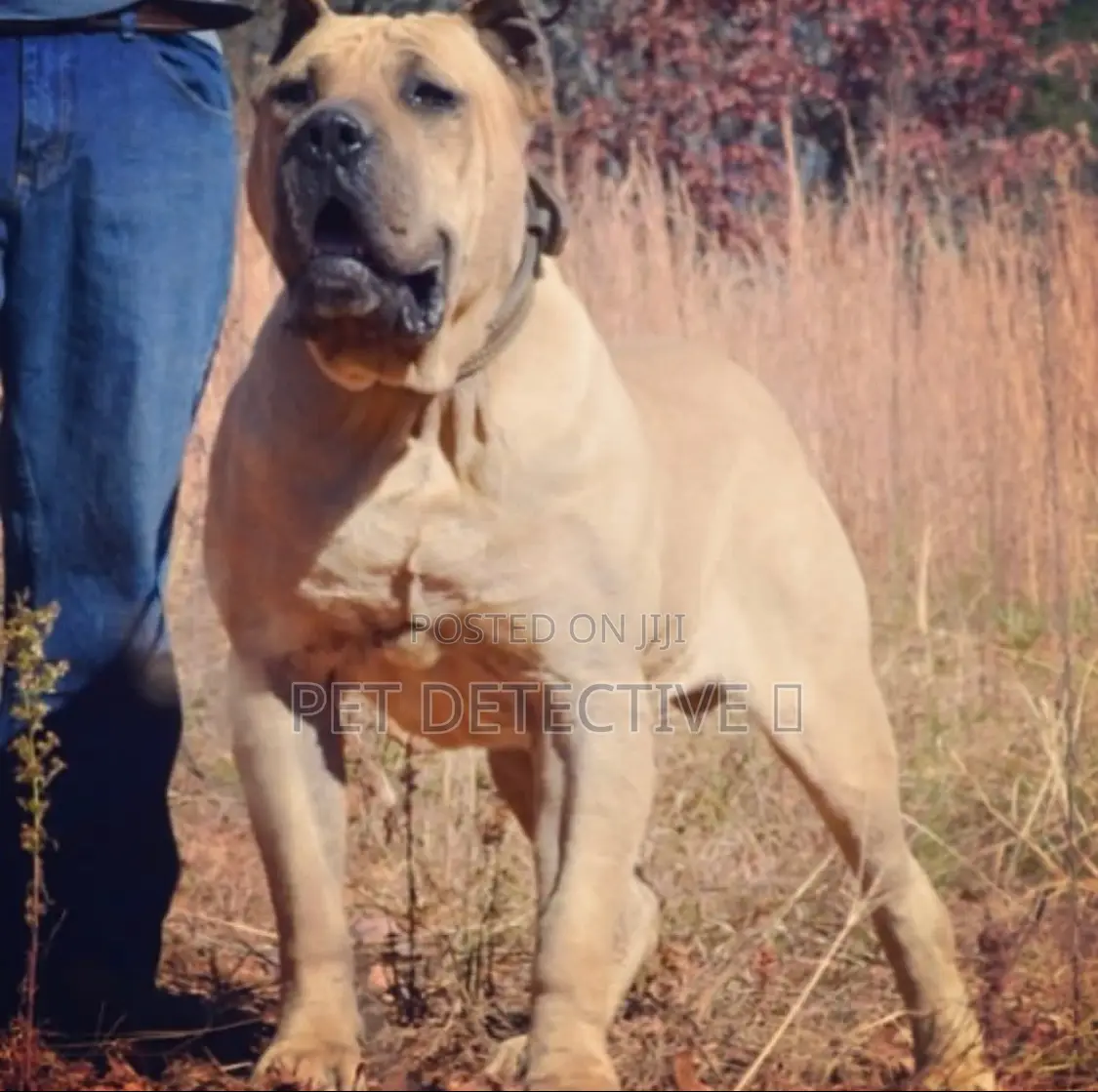 1-3 months Male Purebred Presa Canario