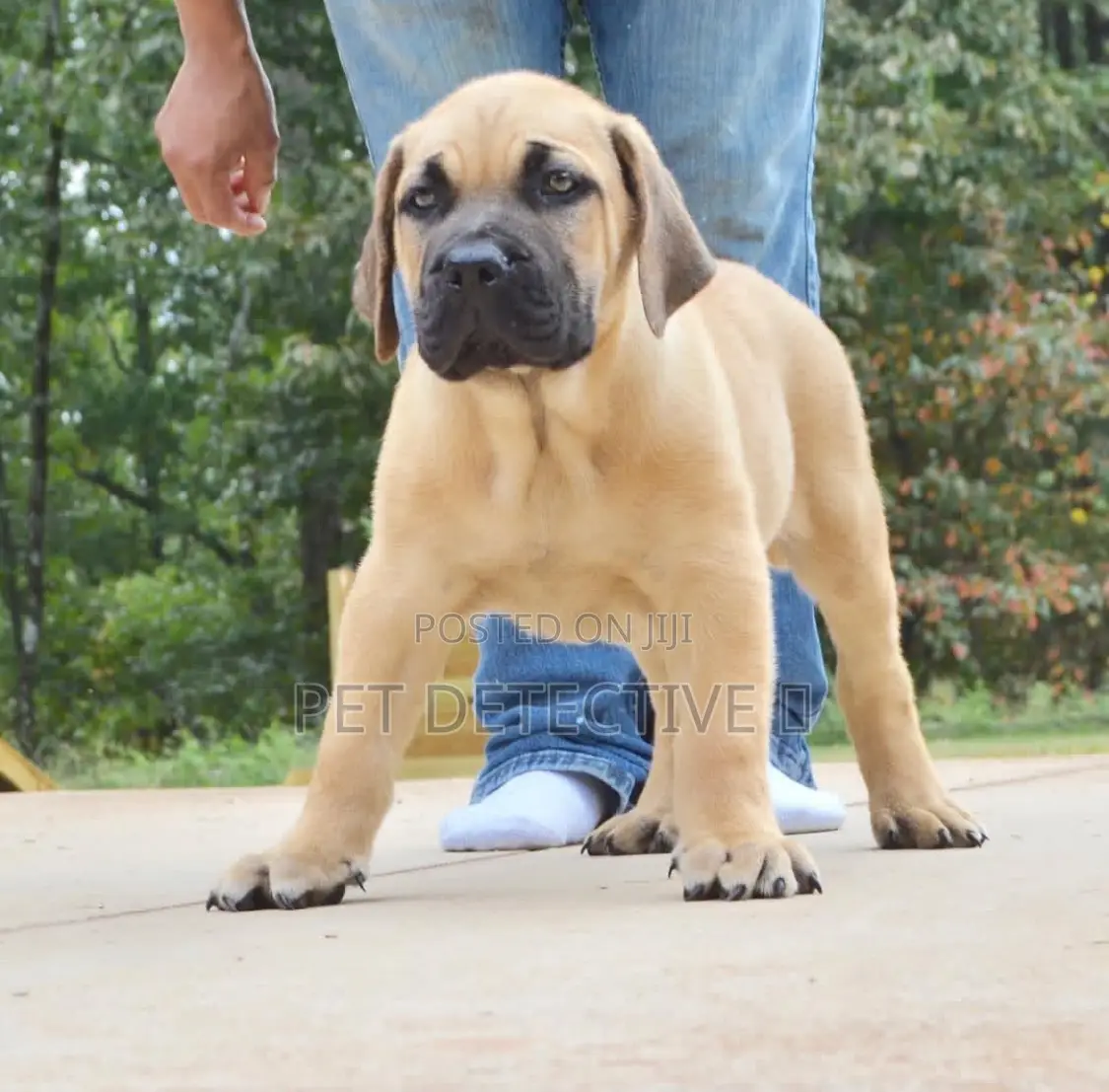1-3 months Male Purebred Presa Canario