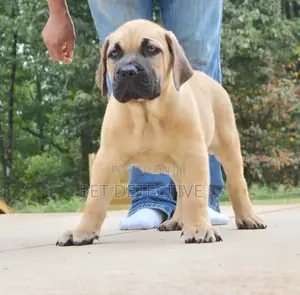 Photo - 1-3 months Male Purebred Presa Canario