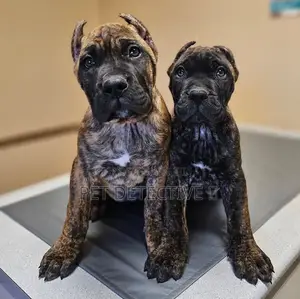 Photo - 1-3 months Male Purebred Presa Canario