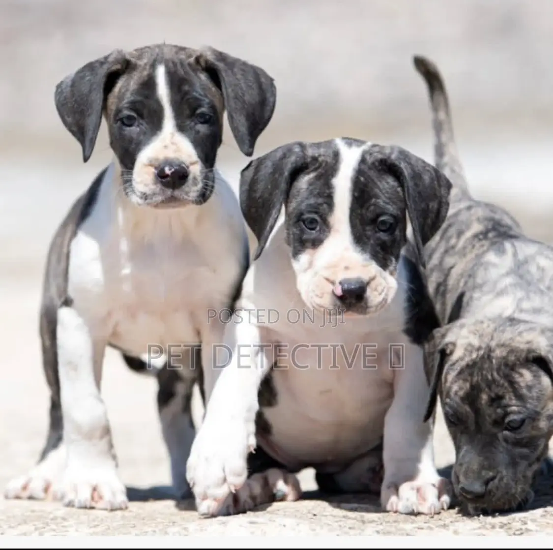 1-3 months Male Purebred Presa Canario