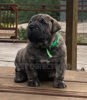 Photo - 1-3 months Male Purebred Presa Canario