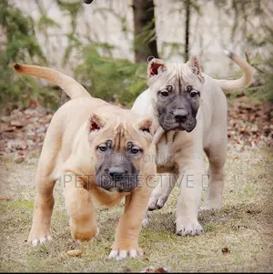 Photo - 1-3 months Male Purebred Presa Canario