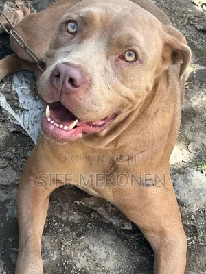 1-3 months Male Purebred American Pit Bull Terrier