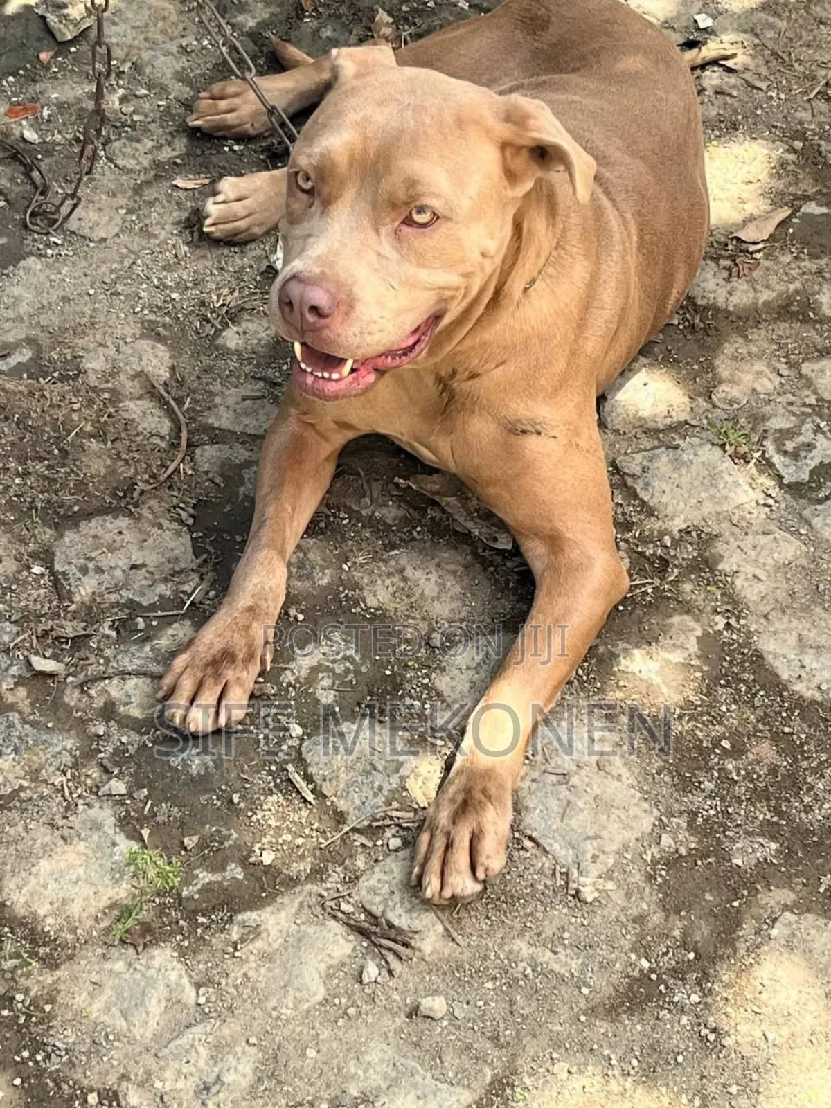 1-3 months Male Purebred American Pit Bull Terrier