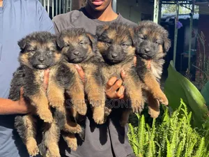 1-3 months Male Purebred German Shepherd