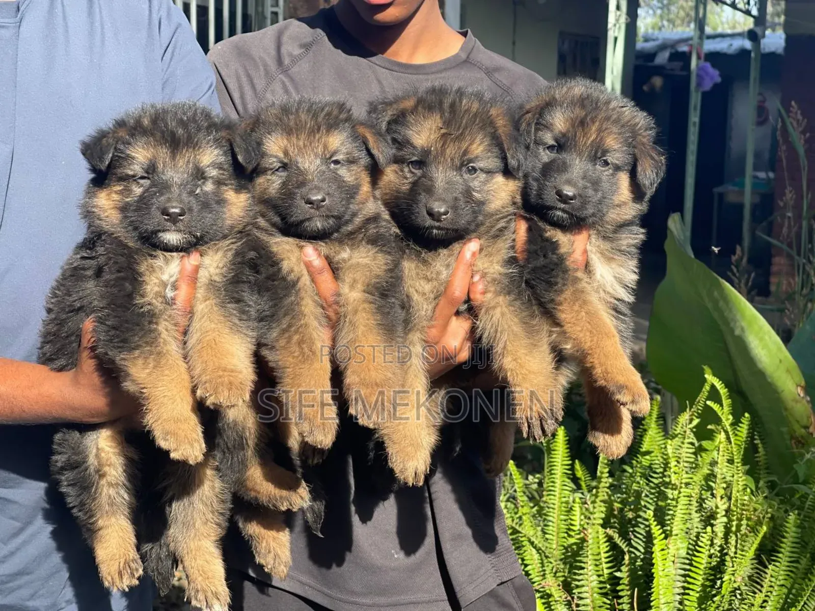 1-3 months Male Purebred German Shepherd