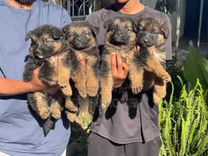 1-3 months Male Purebred German Shepherd
