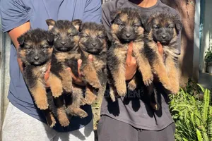 1-3 months Male Purebred German Shepherd