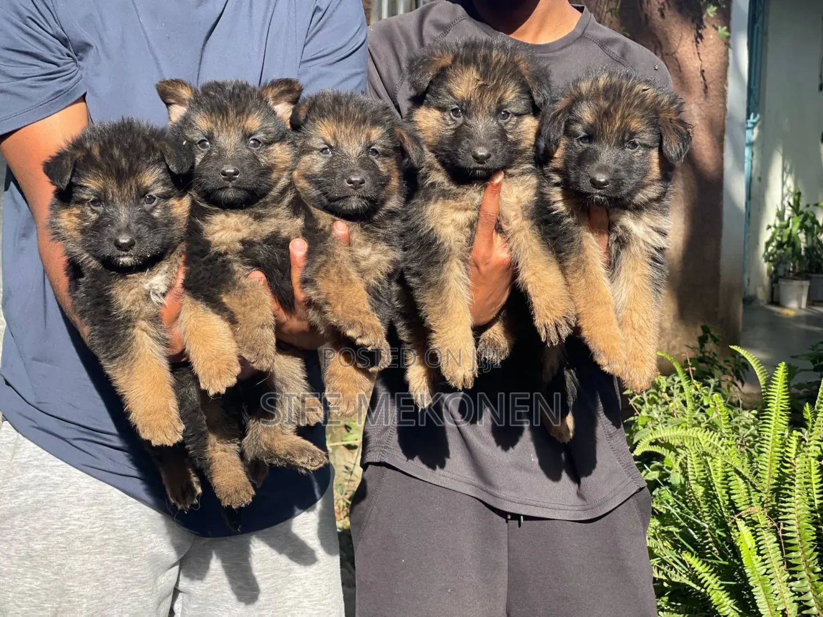 1-3 months Male Purebred German Shepherd