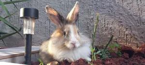 Rabbit Female