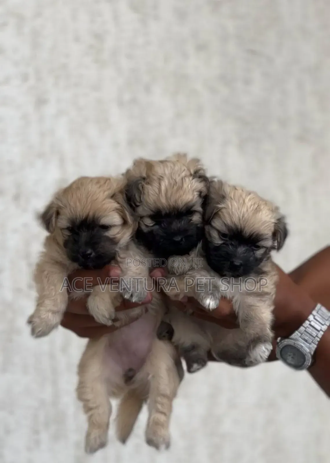 1-3 months Male Purebred Maltese