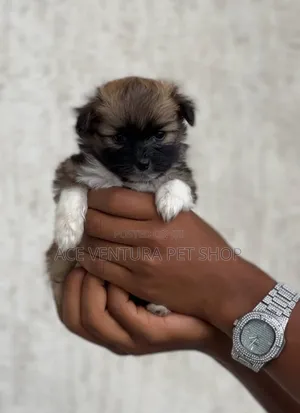 1-3 months Male Purebred Maltese
