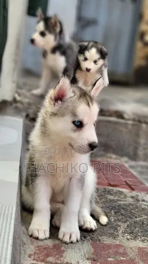 Photo - 1-3 months Male Purebred Siberian Husky