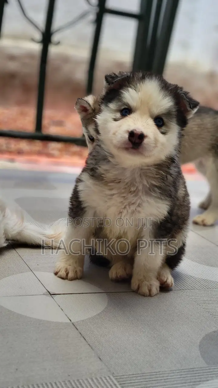 1-3 months Male Purebred Siberian Husky