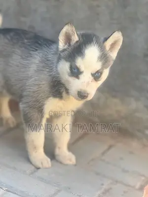 Photo - 1-3 months Female Purebred Siberian Husky