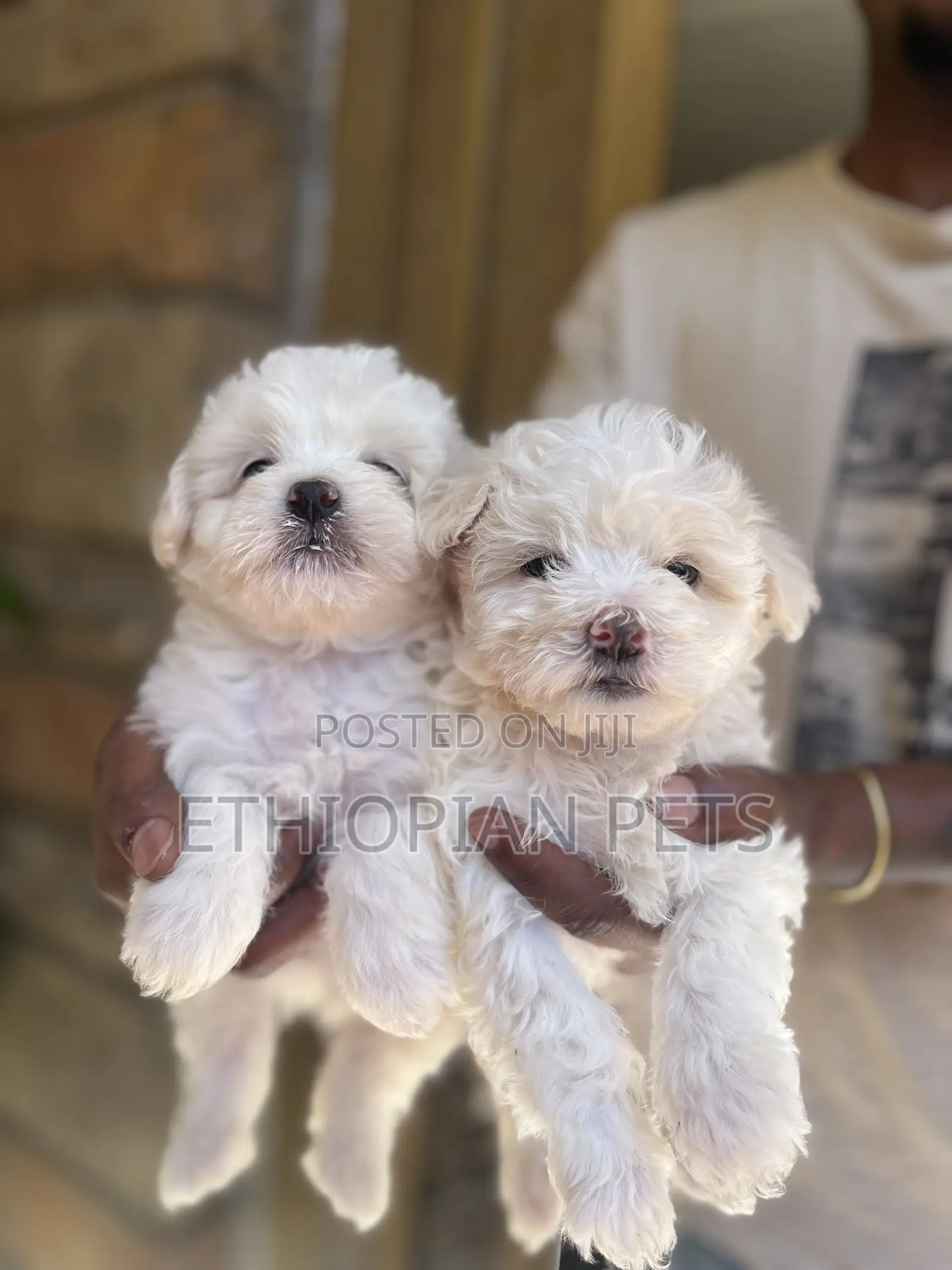 1-3 months Male Purebred Maltese