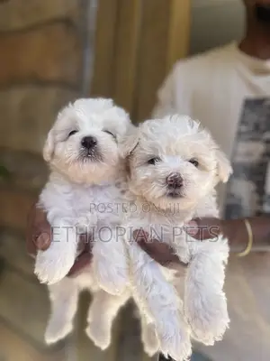 1-3 months Male Purebred Maltese