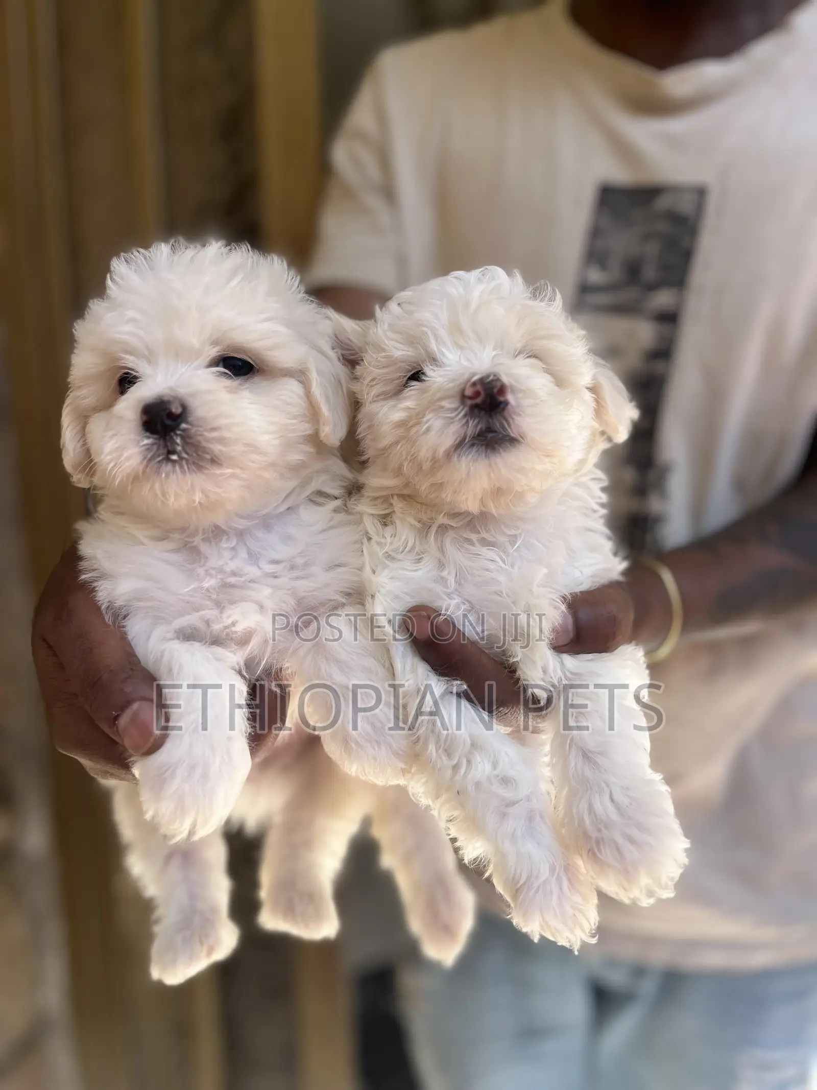 1-3 months Male Purebred Maltese