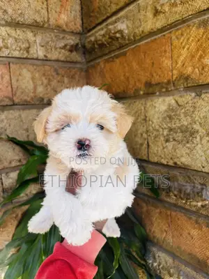 Photo - 1-3 months Male Purebred Shih Tzu