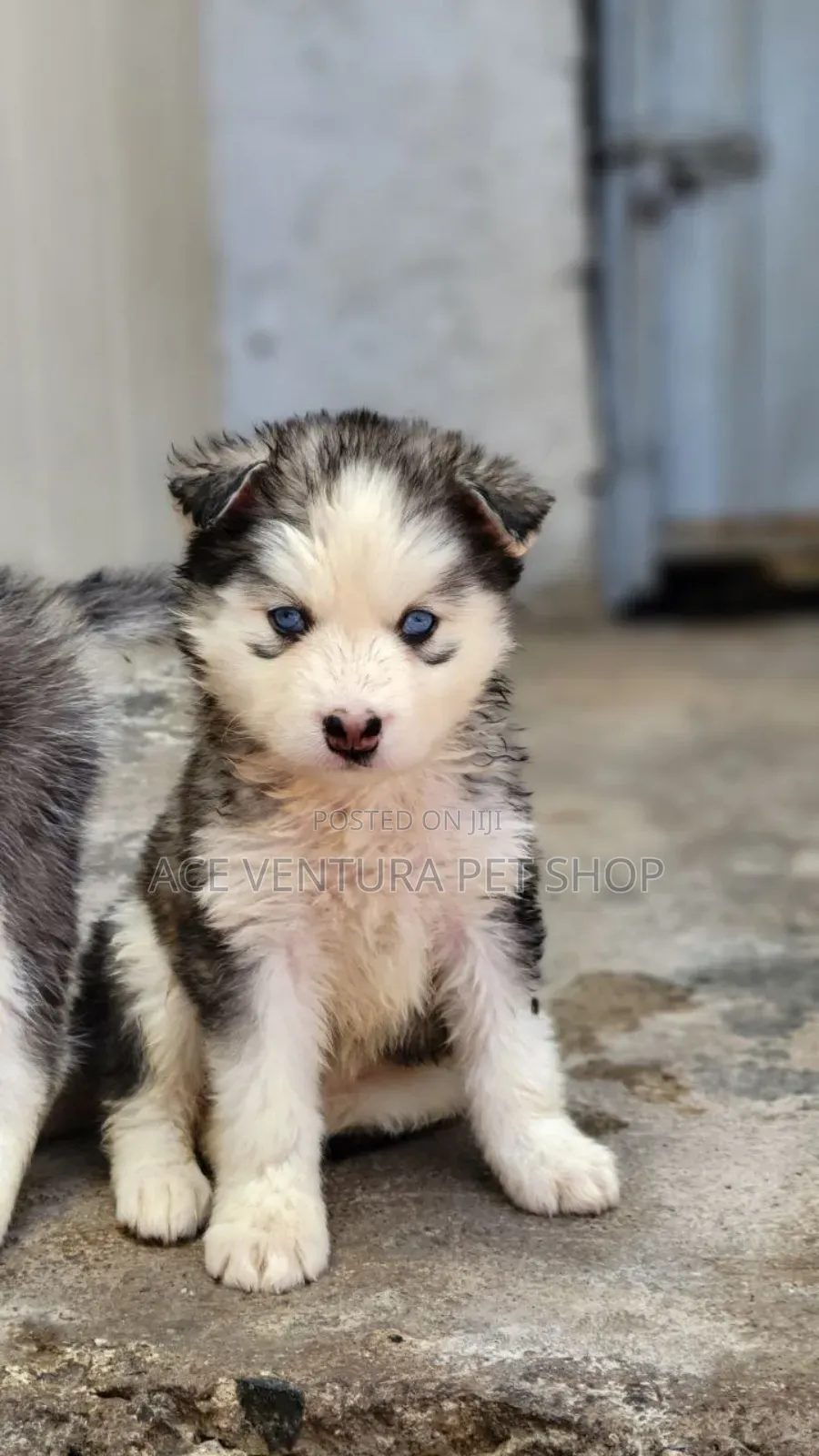 1-3 months Male Purebred Siberian Husky