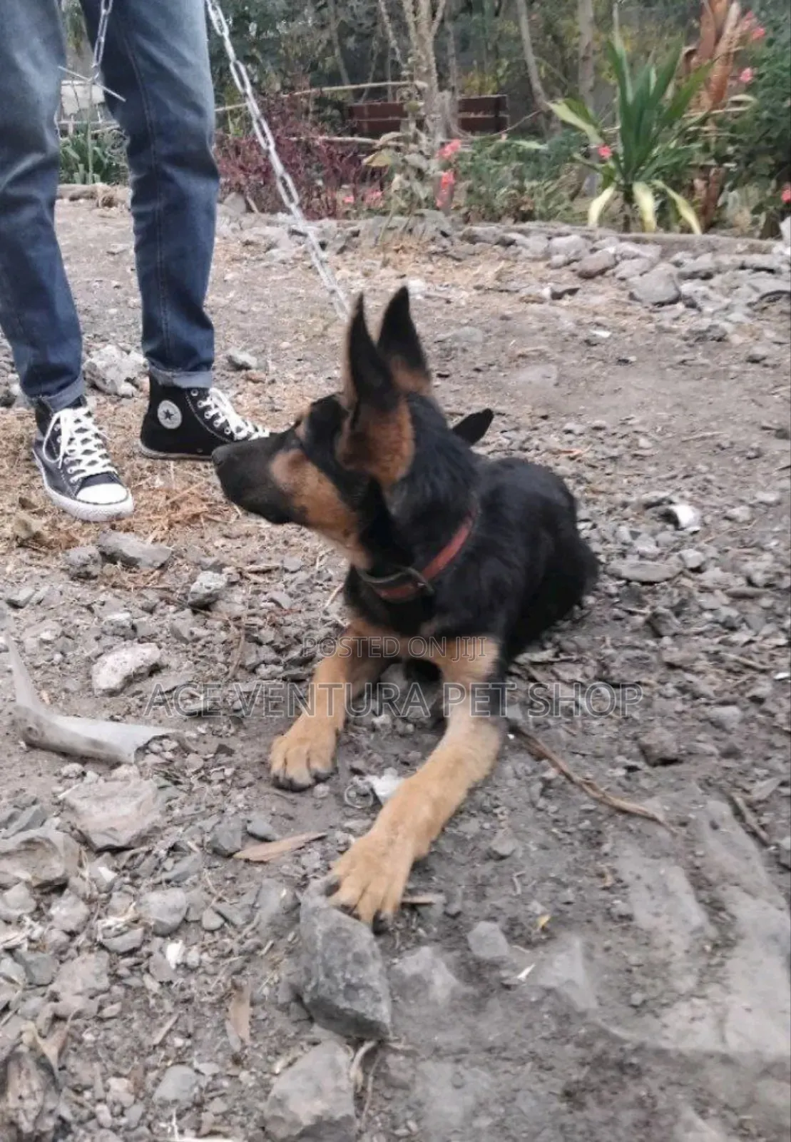 1-3 months Male Purebred German Shepherd