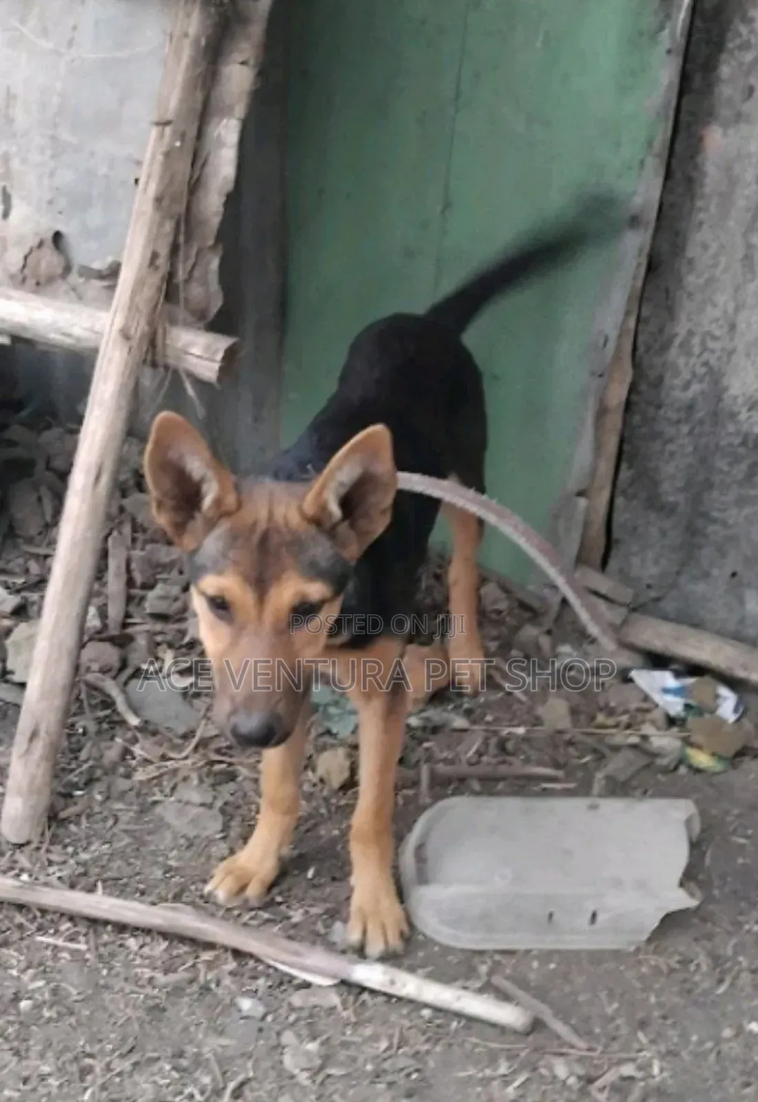 1-3 months Male Purebred German Shepherd
