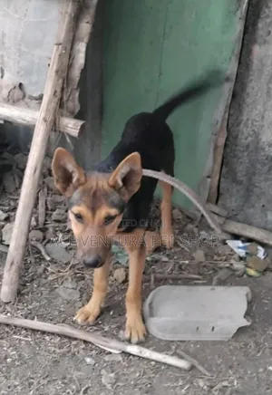 1-3 months Male Purebred German Shepherd