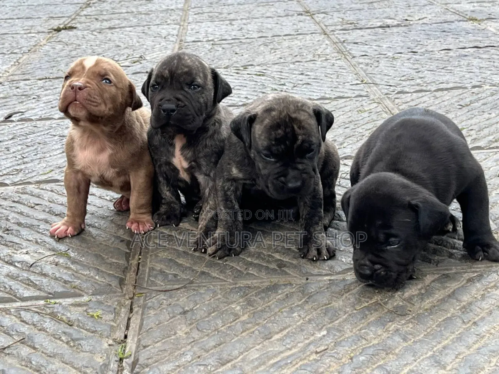 1-3 months Male Purebred Boerboel
