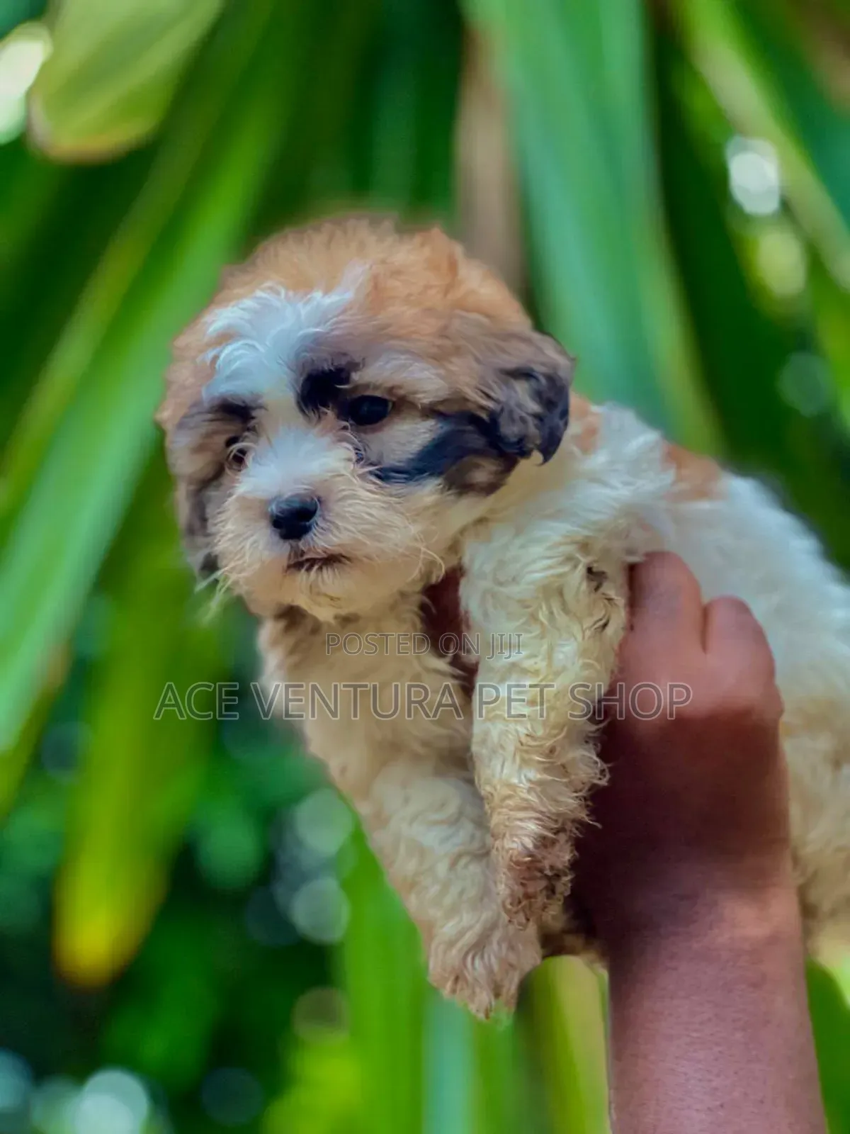 1-3 months Male Purebred Maltese Shih Tzu
