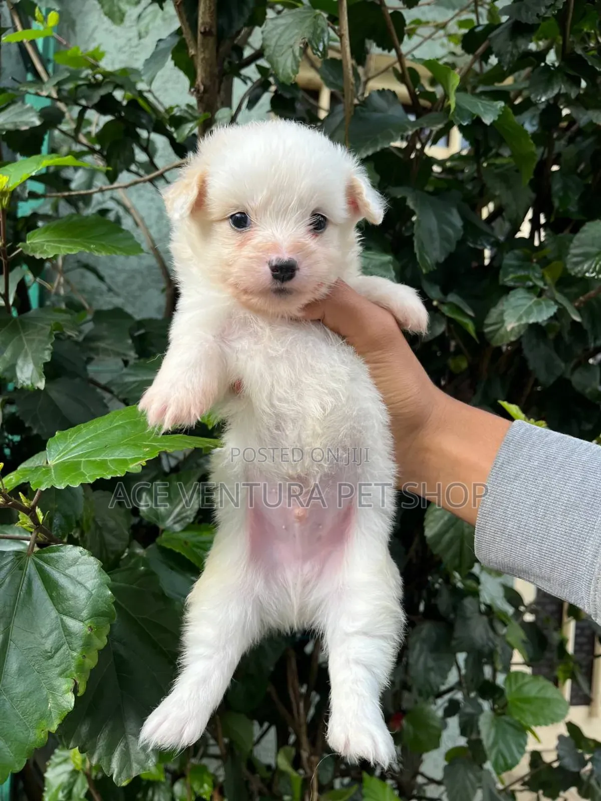 1-3 months Male Purebred Maltese